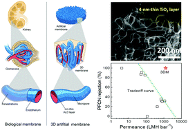 Graphical abstract: A 3D nm-thin biomimetic membrane for ultimate molecular separation