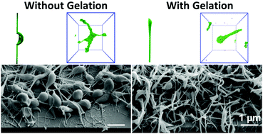 Graphical abstract: Homogeneous gelation leads to nanowire forests in the transition between electrospray and electrospinning