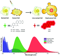 Graphical abstract: Photoactivatable dihydroalkaloids for cancer cell imaging and chemotherapy with high spatiotemporal resolution
