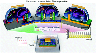 Graphical abstract: Vertically configured nanostructure-mediated electroporation: a promising route for intracellular regulations and interrogations