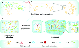 Graphical abstract: Ctenophore-inspired hydrogels for efficient and repeatable underwater specific adhesion to biotic surfaces
