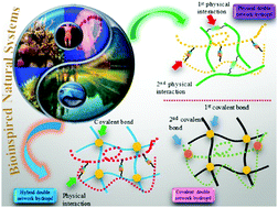 Graphical abstract: Bioinspired double network hydrogels: from covalent double network hydrogels via hybrid double network hydrogels to physical double network hydrogels