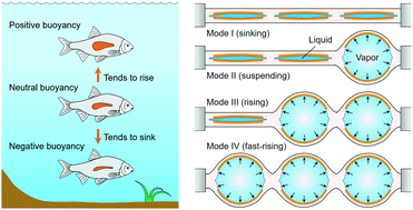 Graphical abstract: Robotic soft swim bladder using liquid–vapor phase transition