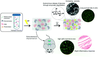 Graphical abstract: Self-glucose feeding hydrogels by enzyme empowered degradation for 3D cell culture