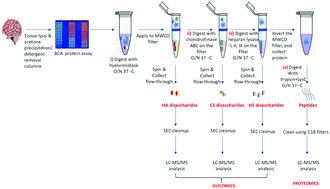 Graphical abstract: Serial in-solution digestion protocol for mass spectrometry-based glycomics and proteomics analysis