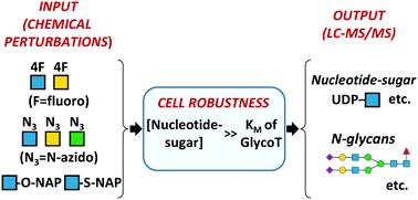 Graphical abstract: Robustness in glycosylation systems: effect of modified monosaccharides, acceptor decoys and azido sugars on cellular nucleotide-sugar levels and pattern of N-linked glycosylation