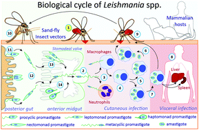 Graphical abstract: Protein glycosylation in Leishmania spp.
