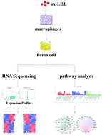 Graphical abstract: Role of the lncRNA–mRNA network in atherosclerosis using ox-low-density lipoprotein-induced macrophage-derived foam cells