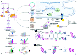 Graphical abstract: Cleaning the molecular machinery of cells via proteostasis, proteolysis and endocytosis selectively, effectively, and precisely: intracellular self-defense and cellular perturbations