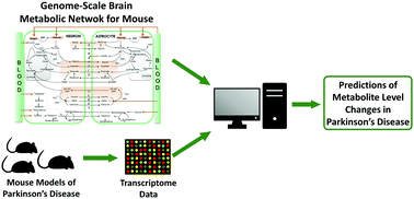 Graphical abstract: Systematic investigation of mouse models of Parkinson's disease by transcriptome mapping on a brain-specific genome-scale metabolic network
