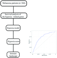 Graphical abstract: Determination of hypoxia signature to predict prognosis and the tumor immune microenvironment in melanoma