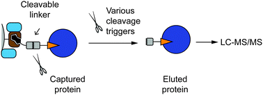 Graphical abstract: Cleavable linkers and their application in MS-based target identification