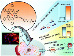 Graphical abstract: Unexplored features of Ru(ii) polypyridyl complexes – towards combined cytotoxic and antimetastatic activity