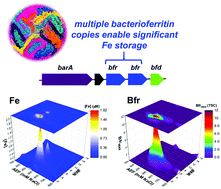 Graphical abstract: Characterization of the Fe metalloproteome of a ubiquitous marine heterotroph, Pseudoalteromonas (BB2-AT2): multiple bacterioferritin copies enable significant Fe storage