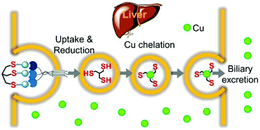 Graphical abstract: A liver-targeting Cu(i) chelator relocates Cu in hepatocytes and promotes Cu excretion in a murine model of Wilson's disease