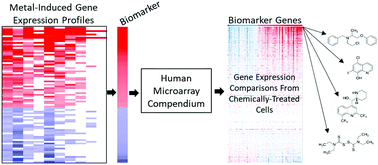 Graphical abstract: Identification of novel activators of the metal responsive transcription factor (MTF-1) using a gene expression biomarker in a microarray compendium
