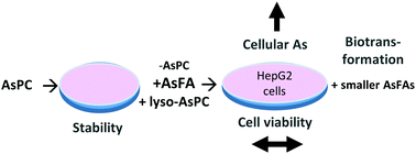 Graphical abstract: Toxicological assessment of arsenic-containing phosphatidylcholines in HepG2 cells