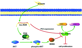 Graphical abstract: Linc-ROR promotes arsenite-transformed keratinocyte proliferation by inhibiting P53 activity