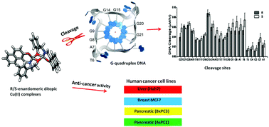 Graphical abstract: Enantiomeric copper based anticancer agents promoting sequence-selective cleavage of G-quadruplex telomeric DNA and non-random cleavage of plasmid DNA