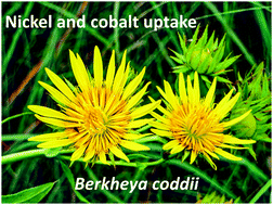 Graphical abstract: Uptake, translocation and accumulation of nickel and cobalt in Berkheya coddii, a ‘metal crop’ from South Africa