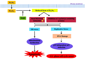 Graphical abstract: 2,2′-Dipyridyl diselenide (Py2Se2) induces G1 arrest and apoptosis in human lung carcinoma (A549) cells through ROS scavenging and reductive stress