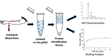 Graphical abstract: A novel 3D-printed centrifugal ultrafiltration method reveals in vivo glycation of human serum albumin decreases its binding affinity for zinc