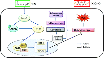 Graphical abstract: Sulforaphane attenuates hexavalent chromium-induced cardiotoxicity via the activation of the Sesn2/AMPK/Nrf2 signaling pathway