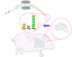 Graphical abstract: Longitudinal biometal accumulation and Ca isotope composition of the Göttingen minipig brain
