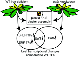 Graphical abstract: Iron deficiency and the loss of chloroplast iron–sulfur cluster assembly trigger distinct transcriptome changes in Arabidopsis rosettes