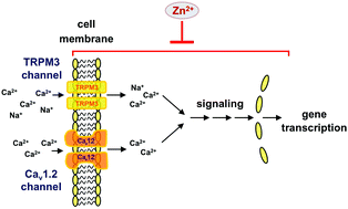 Graphical abstract: Zn2+ ions inhibit gene transcription following stimulation of the Ca2+ channels Cav1.2 and TRPM3