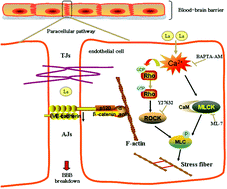 Graphical abstract: Lanthanum chloride causes blood–brain barrier disruption through intracellular calcium-mediated RhoA/Rho kinase signaling and myosin light chain kinase