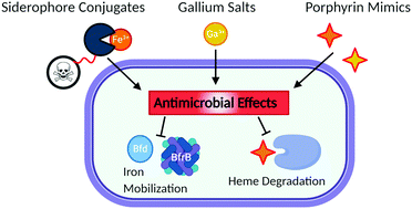 Graphical abstract: Metallotherapeutics development in the age of iron-clad bacteria