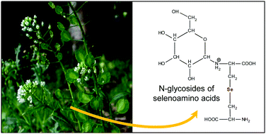 Graphical abstract: Water soluble selenometabolome of Cardamine violifolia