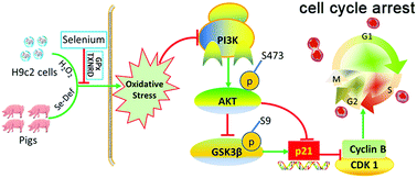 Graphical abstract: Selenium supplementation protects against oxidative stress-induced cardiomyocyte cell cycle arrest through activation of PI3K/AKT