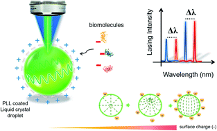Graphical abstract: Bio-electrostatic sensitive droplet lasers for molecular detection