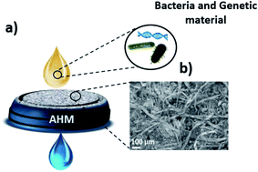 Graphical abstract: Amyloid hybrid membranes for bacterial & genetic material removal from water and their anti-biofouling properties