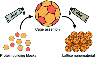 Graphical abstract: Connectability of protein cages