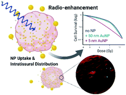 Graphical abstract: Uptake, distribution and radio-enhancement effects of gold nanoparticles in tumor microtissues