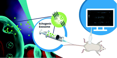 Graphical abstract: Echogenic exosomes as ultrasound contrast agents