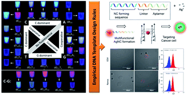 Graphical abstract: Establishing empirical design rules of nucleic acid templates for the synthesis of silver nanoclusters with tunable photoluminescence and functionalities towards targeted bioimaging applications