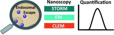 Graphical abstract: Nanoscopy for endosomal escape quantification
