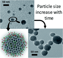 Graphical abstract: Long-term effects of impurities on the particle size and optical emission of carbon dots