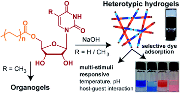Graphical abstract: Multi-stimuli responsive heterotypic hydrogels based on nucleolipids show selective dye adsorption