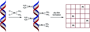 Graphical abstract: Cisplatin adducts of DNA as precursors for nanostructured catalyst materials