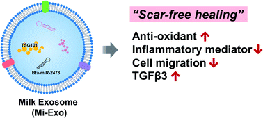 Graphical abstract: Multifaceted effects of milk-exosomes (Mi-Exo) as a modulator of scar-free wound healing