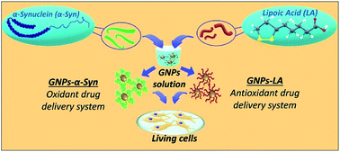 Graphical abstract: Antioxidant lipoic acid ligand-shell gold nanoconjugates against oxidative stress caused by α-synuclein aggregates