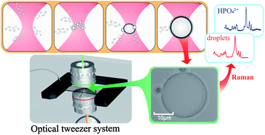 Graphical abstract: The formation principle of micro-droplets induced by using optical tweezers