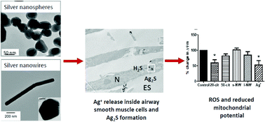 Graphical abstract: Effect of silver nanospheres and nanowires on human airway smooth muscle cells: role of sulfidation