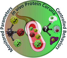 Graphical abstract: In vivo protein corona on nanoparticles: does the control of all material parameters orient the biological behavior?