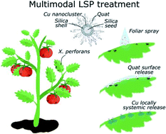 Graphical abstract: Copper-fixed quat: a hybrid nanoparticle for application as a locally systemic pesticide (LSP) to manage bacterial spot disease of tomato